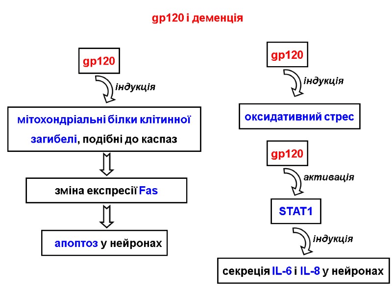 gp120 і деменція gp120 мітохондріальні білки клітинної загибелі, подібні до каспаз індукція зміна експресії